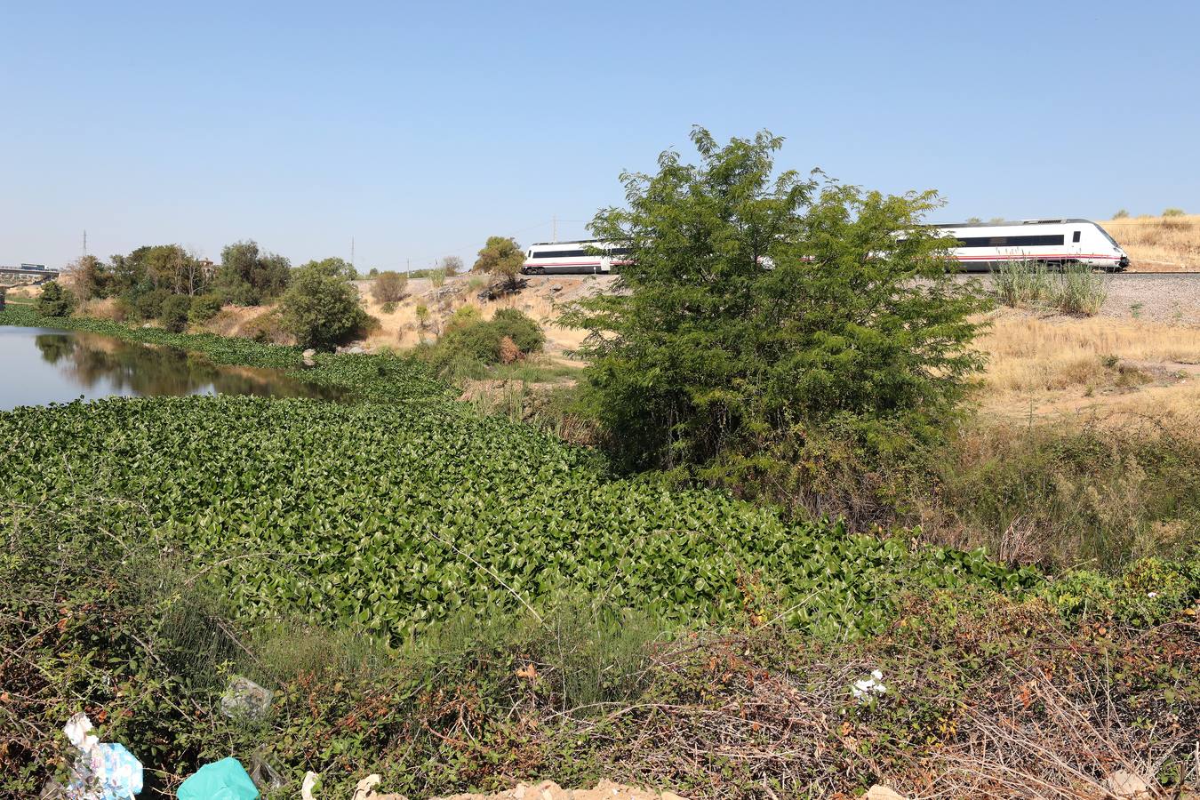 Con el proyecto Aceca diseñan actuaciones de prevención, control y retirada, además de desarrollar trabajos de investigación