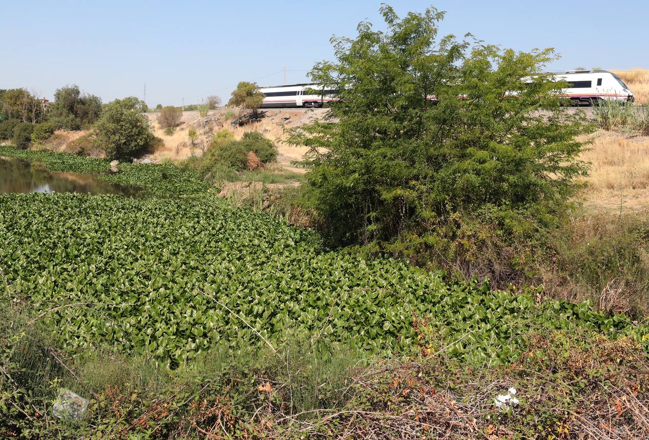 Con el proyecto Aceca diseñan actuaciones de prevención, control y retirada, además de desarrollar trabajos de investigación