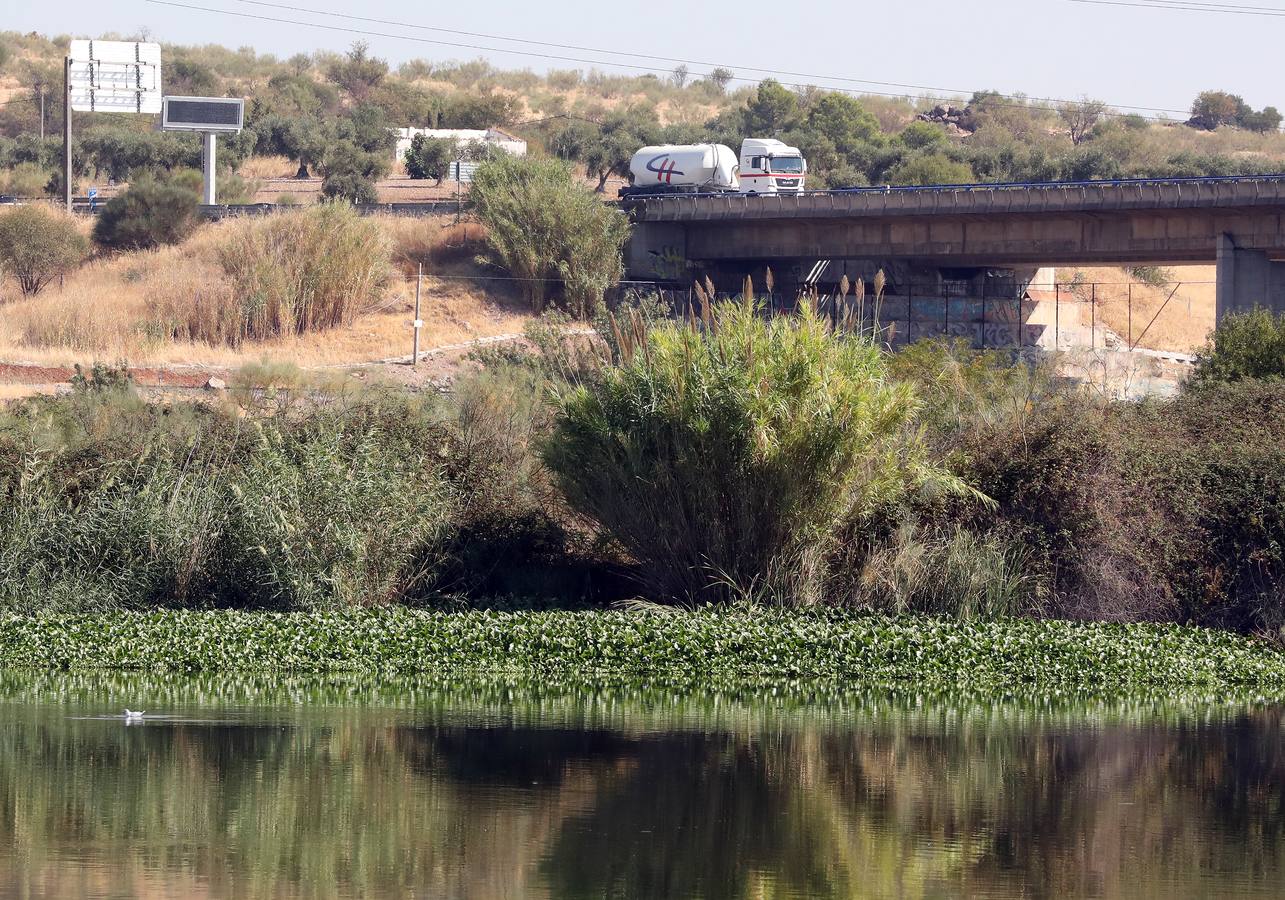 Con el proyecto Aceca diseñan actuaciones de prevención, control y retirada, además de desarrollar trabajos de investigación