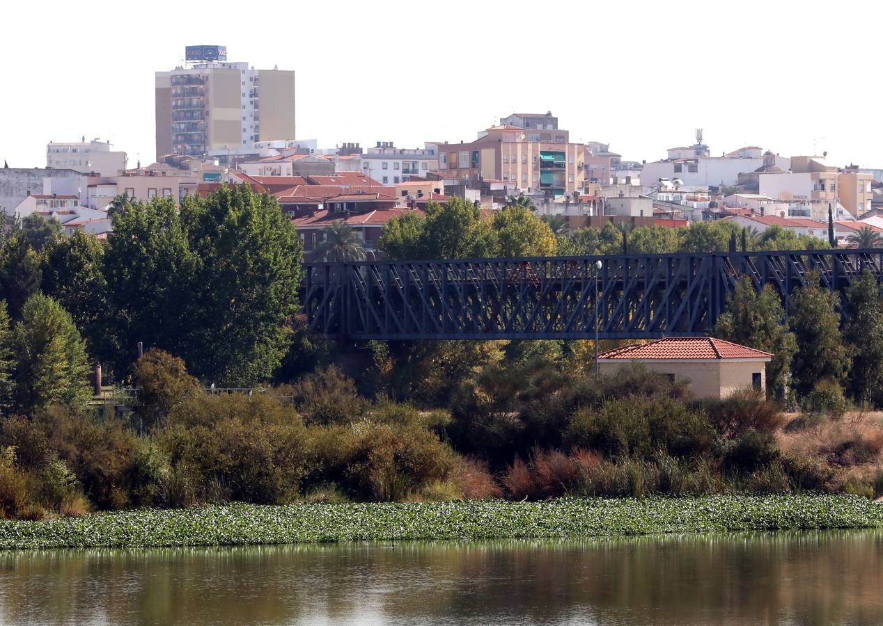 Con el proyecto Aceca diseñan actuaciones de prevención, control y retirada, además de desarrollar trabajos de investigación