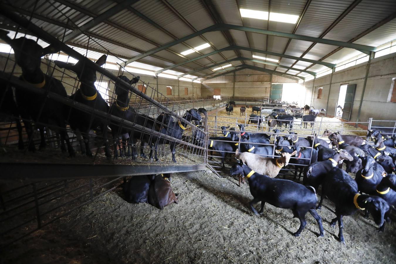 China es el principal destino de la producción de la cooperativa Uniproca, que cuenta con 188 ganaderos en la región