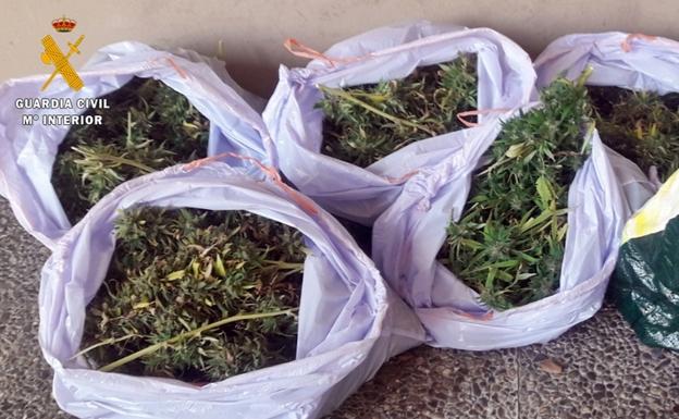 Bolsas de basura llenas de marihuana arrojadas desde un piso de San Roque:: HOY