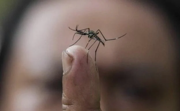 Confirmados dos casos de dengue contraído en España