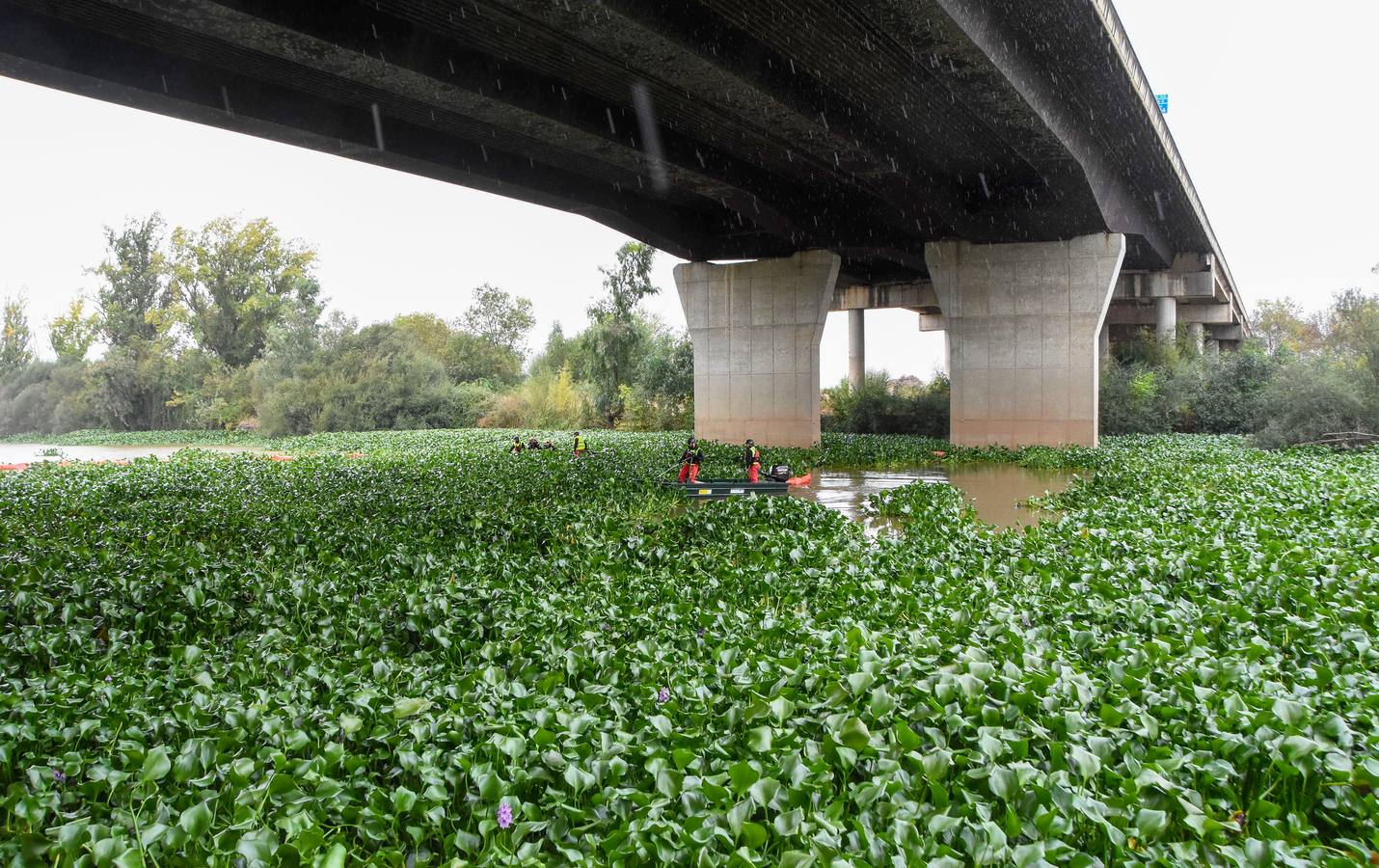 Los militares de la Unidad Militar de Emergencias (UME) ya están en Badajoz para llevar a cabo la retirada de las plantas del camalote en el río Guadiana. Las labores de extracción comenzarán por el cauce del río a su paso por la capital pacense aunque se extenderán a lo largo de 176 kilómetros de recorrido.