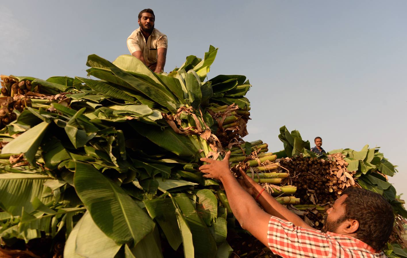 Los vendedores indios organizan calabazas pintadas para parecerse a demonios durante el festival de Durga Puja en un mercado mayorista de flores en Chennai. El festival de cinco días de Durga Puja, que conmemora el asesinato del demonio rey Mahishasur por la diosa Durga, señala El triunfo del bien sobre el mal.