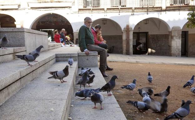 César Pico, miembro del hogar de mayores, rodeado de palomas:: 