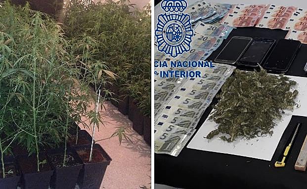 Plantación de marihuana en Mérida y droga y dinero intervenidos en Cáceres:: HOY