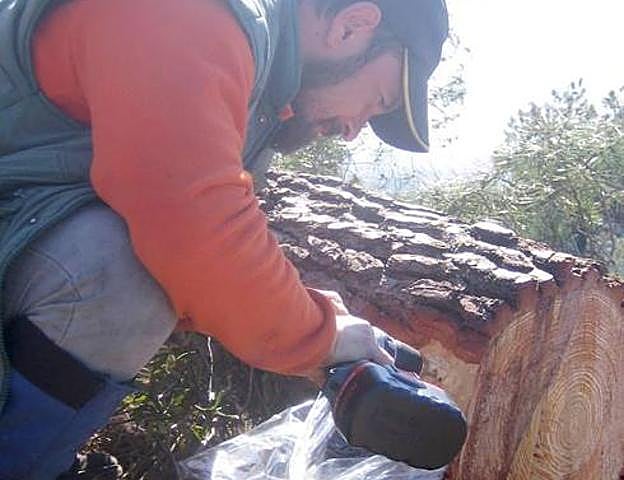 Un técnico inspecciona un árbol de Gata en busca del gusano del pino en 2009 
