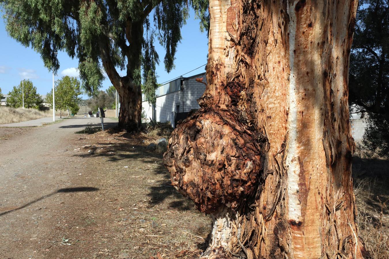 Vecinos y trabajadores de la calle del Palo, situada en la Zona Norte de Mérida y paralela a la avenida de Proserpina, critican «la dejadez » de la zona y piden a los responsables municipales que se hagan cargo de la mejora de esta parte de la ciudad. Se quejan «de los escombros y de todo tipo de enseres que se encuentran en las cunetas, de la basura que hay en el entorno, de las papeleras llenas, del mal asfaltado de las calles y, en general, de la falta de cuidado y atención por parte del Ayuntamiento».