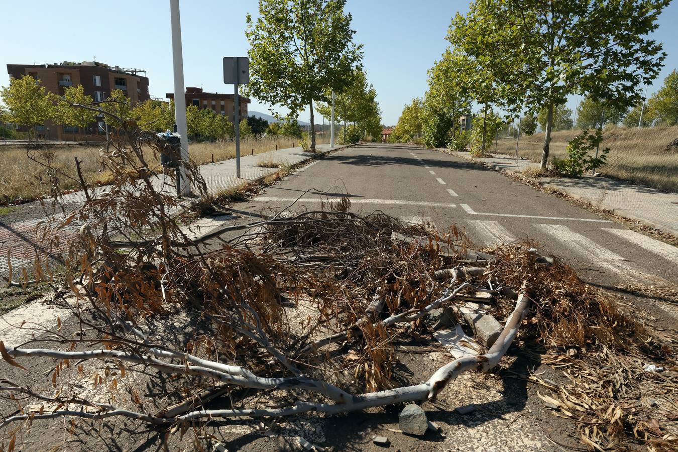 Vecinos y trabajadores de la calle del Palo, situada en la Zona Norte de Mérida y paralela a la avenida de Proserpina, critican «la dejadez » de la zona y piden a los responsables municipales que se hagan cargo de la mejora de esta parte de la ciudad. Se quejan «de los escombros y de todo tipo de enseres que se encuentran en las cunetas, de la basura que hay en el entorno, de las papeleras llenas, del mal asfaltado de las calles y, en general, de la falta de cuidado y atención por parte del Ayuntamiento».