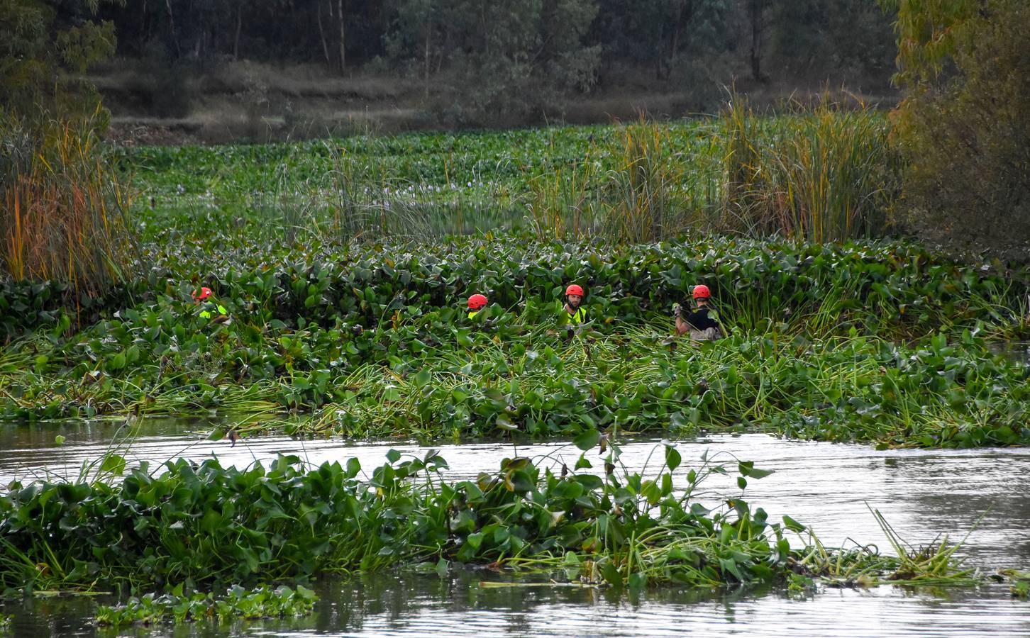 La Unidad Militar de Emergencia continúa con los trabajos de retirada de camalote a la altura de la desembocadura del río Gévora