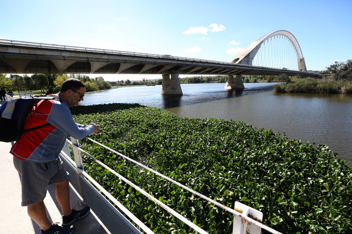 El camalote vuelve a cubrir parte del cauce del tramo urbano de Mérida. A lo largo del pasado fin de semana se ha ido extendiendo una gran mancha que va desde el Puente Romano al Puente Lusitania. Esto se ha producido a la rotura de una de las barreras debido al fuerte viento que sopló el sábado en Mérida