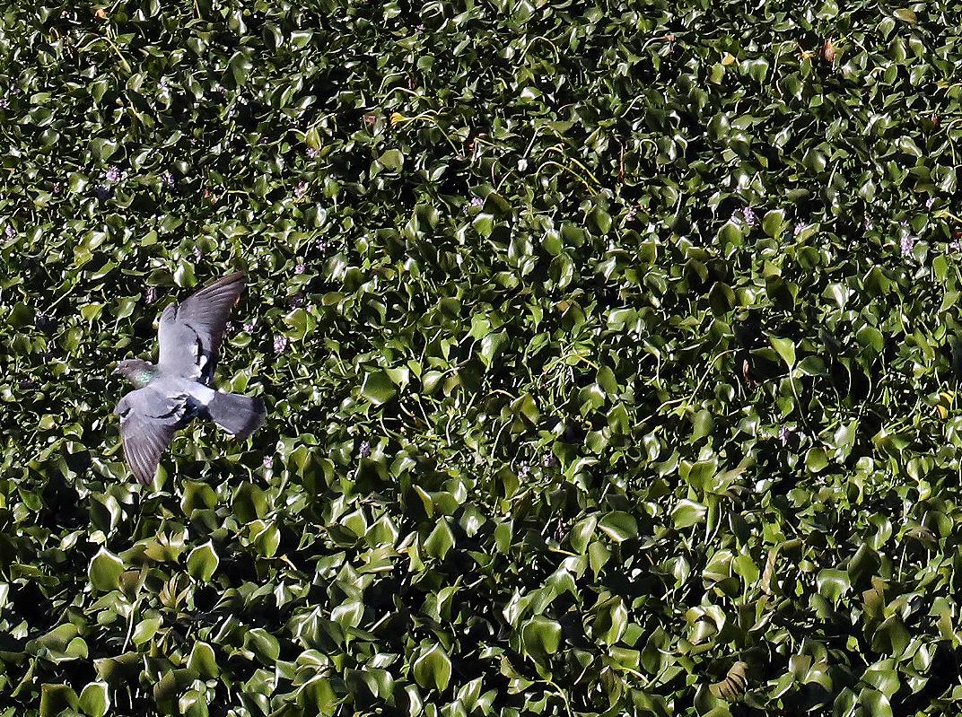 El camalote vuelve a cubrir parte del cauce del tramo urbano de Mérida. A lo largo del pasado fin de semana se ha ido extendiendo una gran mancha que va desde el Puente Romano al Puente Lusitania. Esto se ha producido a la rotura de una de las barreras debido al fuerte viento que sopló el sábado en Mérida