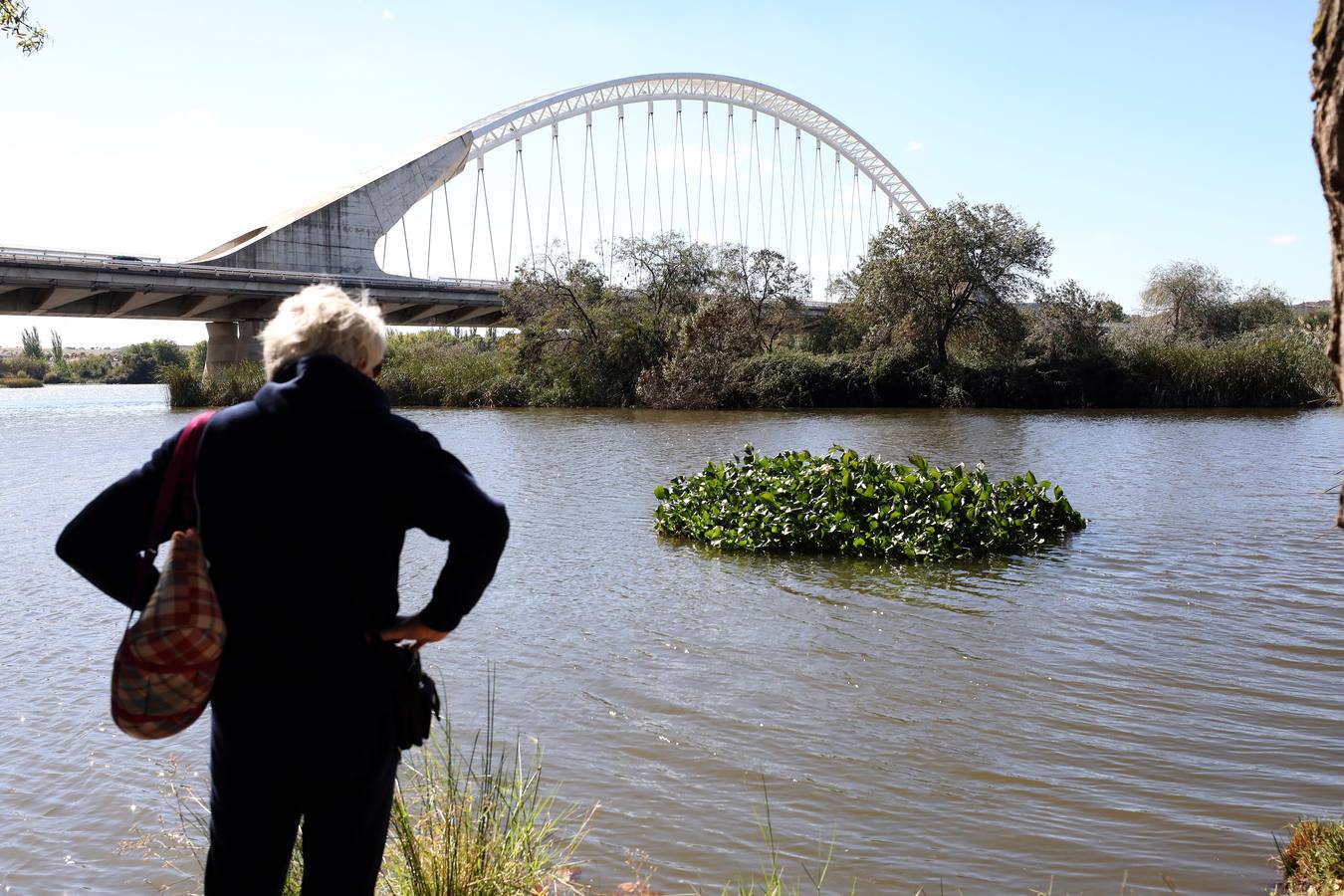 El camalote vuelve a cubrir parte del cauce del tramo urbano de Mérida. A lo largo del pasado fin de semana se ha ido extendiendo una gran mancha que va desde el Puente Romano al Puente Lusitania. Esto se ha producido a la rotura de una de las barreras debido al fuerte viento que sopló el sábado en Mérida