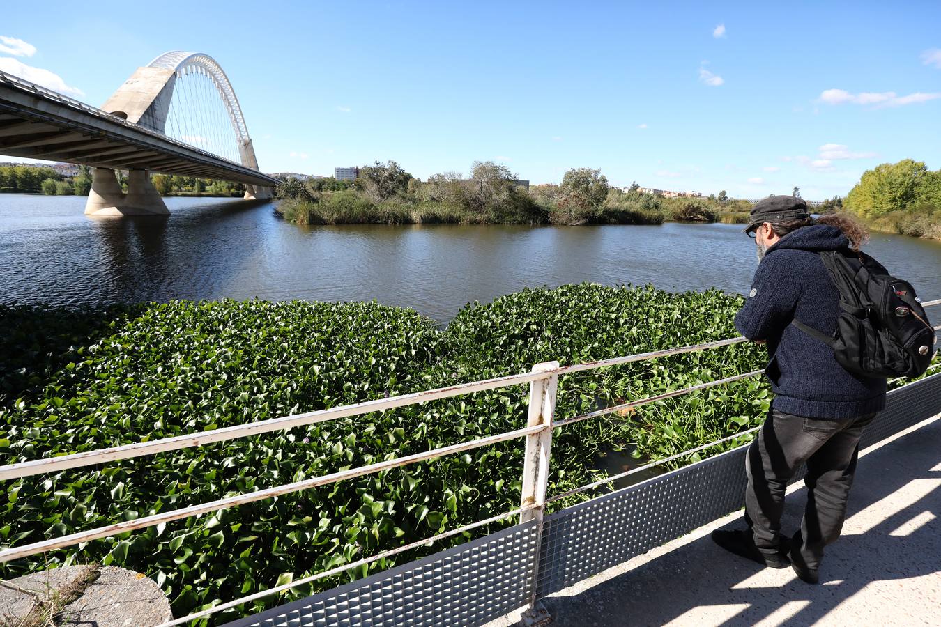 El camalote vuelve a cubrir parte del cauce del tramo urbano de Mérida. A lo largo del pasado fin de semana se ha ido extendiendo una gran mancha que va desde el Puente Romano al Puente Lusitania. Esto se ha producido a la rotura de una de las barreras debido al fuerte viento que sopló el sábado en Mérida