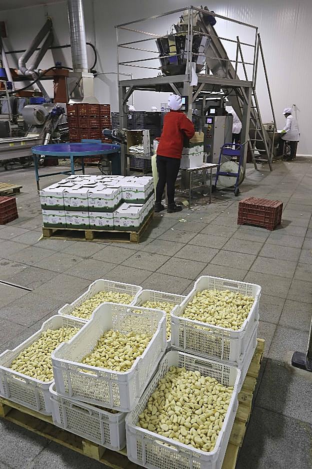 Cajas de ajo pelado, una de las lineas de la planta. :: J. M. Romero