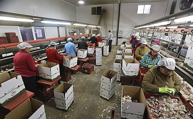 Planta de envasado en la cooperativa El Ajero