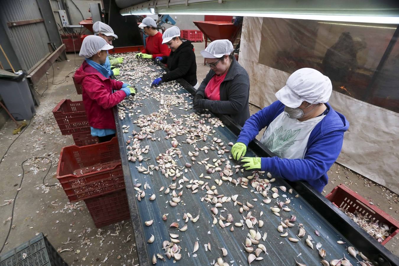 Los ajeros de pueblo tratan de rentabilizar sun plantaciones y buscan parcelas nuevas con agua fuera de la región. 
