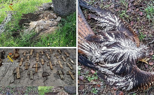 Un detenido y tres investigados por usar veneno para cazar aves protegidas