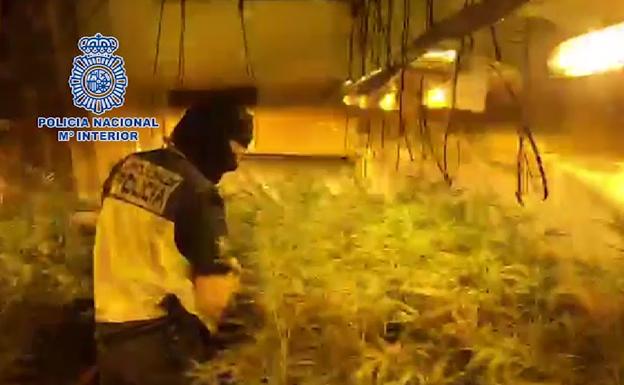 Desmantelada una plantación de marihuana con más de mil plantas en Badajoz