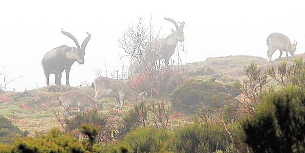 Varios ejemplares de cabra montés, en el abrupto paisaje de la reserva regional de caza La Sierra, en el norte de la región. :: hoy