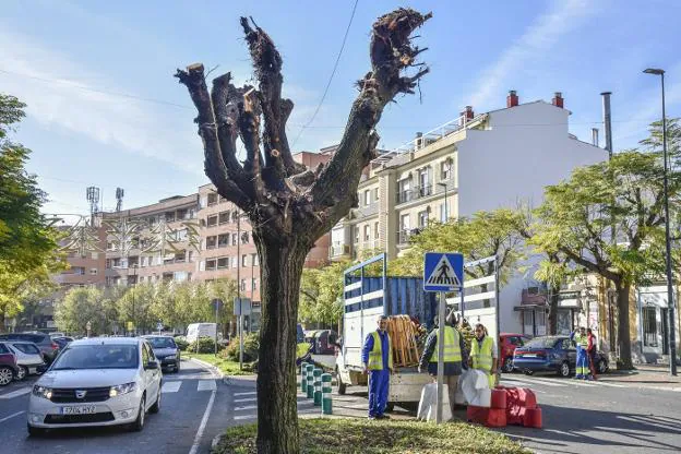 Este olmo, situado en la parte alta de la avenida, quedó listo para su traslado. :: j. v. arnelas