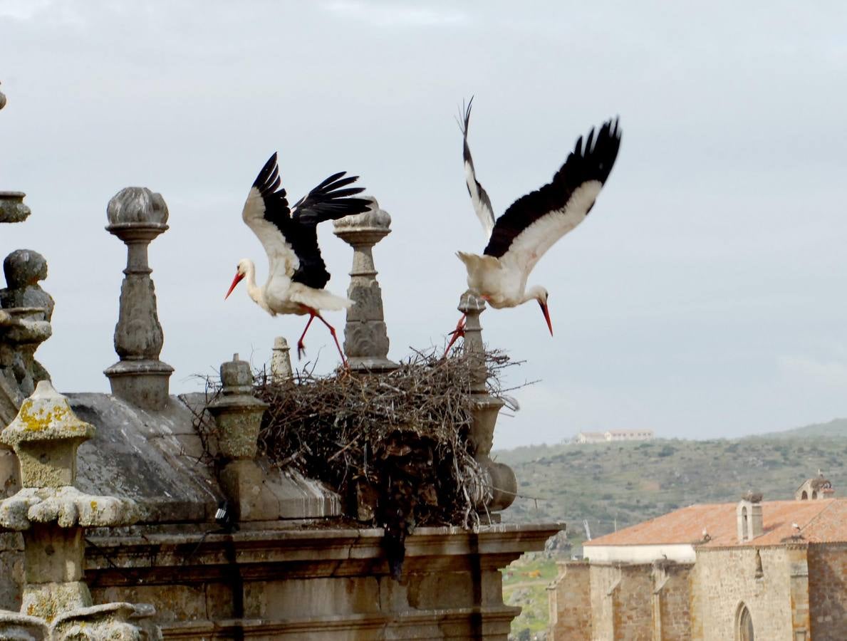 A Plasencia se la considera la capital del norte de Extremadura. Es un destino turístico destacable por su historia y monumentos. Su situación geográfica es ideal para conocer las comarcas del norte.