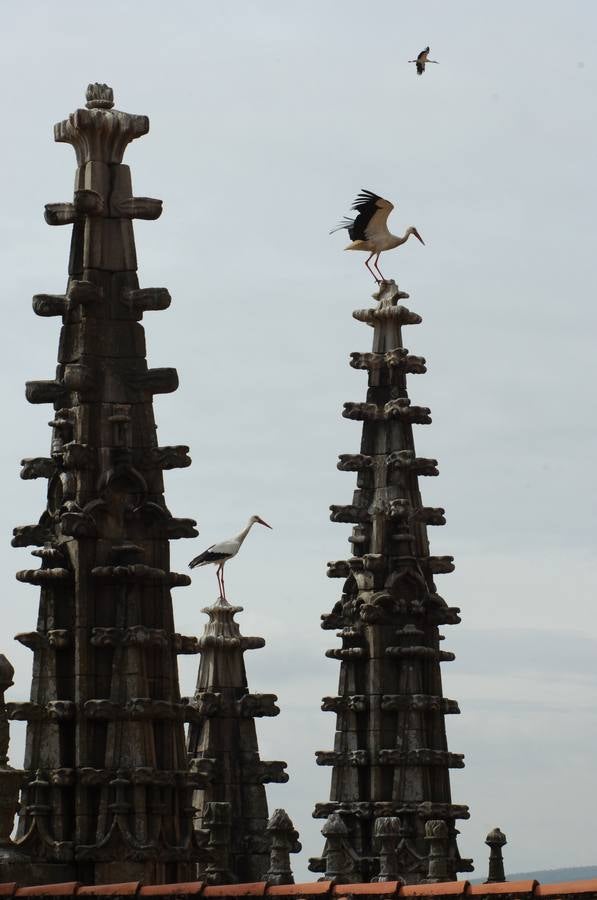 A Plasencia se la considera la capital del norte de Extremadura. Es un destino turístico destacable por su historia y monumentos. Su situación geográfica es ideal para conocer las comarcas del norte.