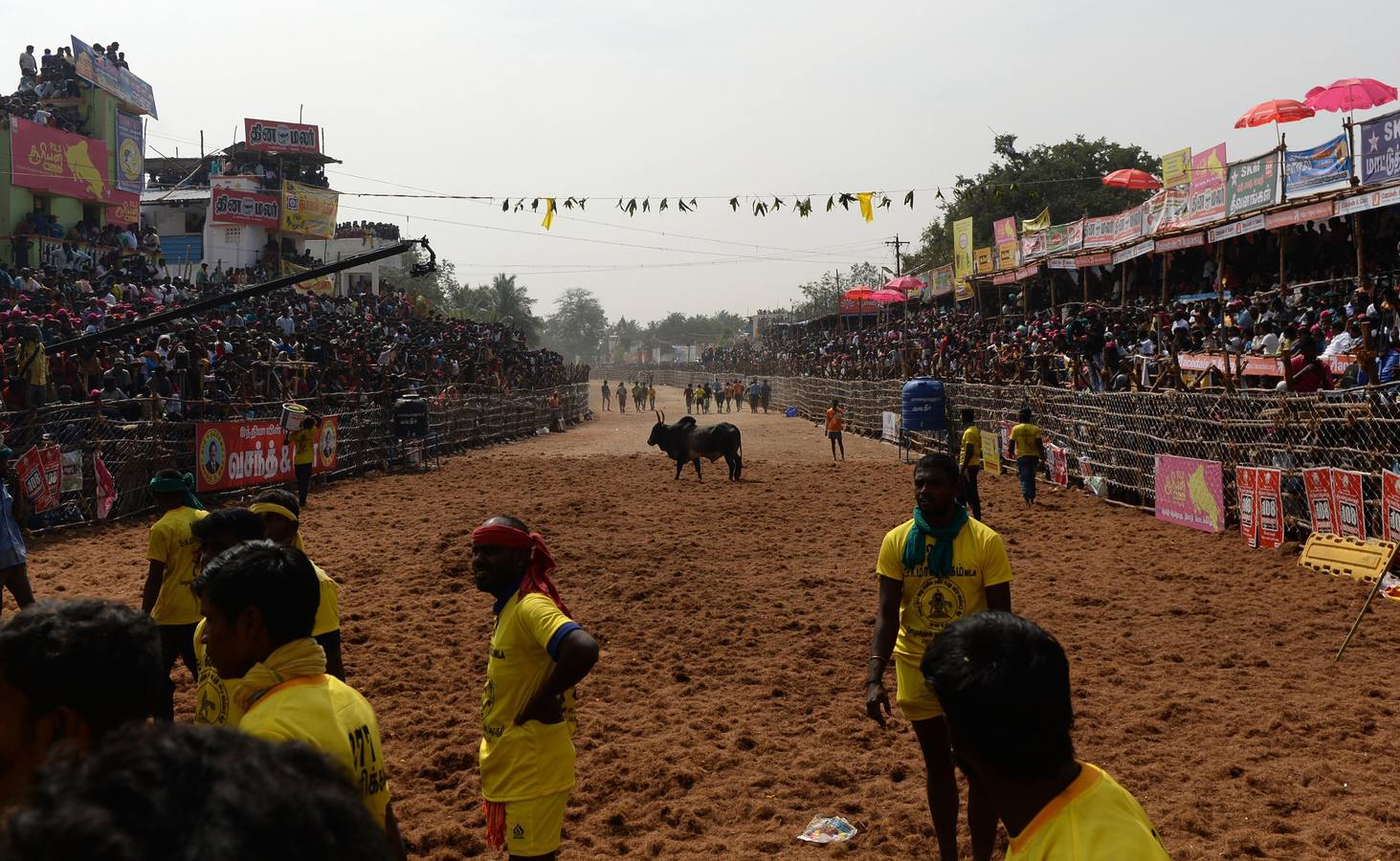 En la aldea de Palamedu en las afueras de Madurai en el estado sureño de Tamil Nadu (India), decenas de jóvenes resultaron heridos el primer día en el festival tradicional 'Jallikattu' de lucha de toros que ha atraído la ira de los activistas de los animales.