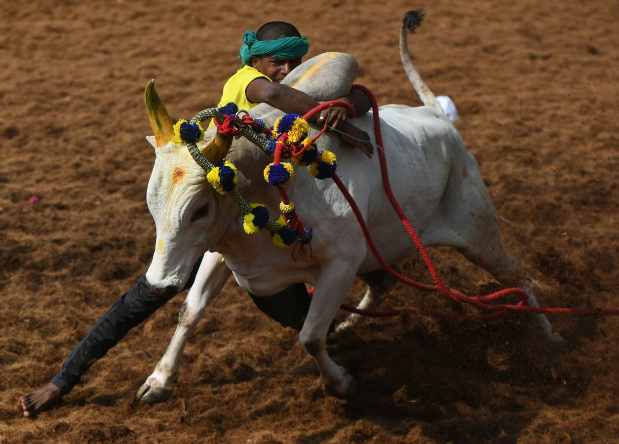 En la aldea de Palamedu en las afueras de Madurai en el estado sureño de Tamil Nadu (India), decenas de jóvenes resultaron heridos el primer día en el festival tradicional 'Jallikattu' de lucha de toros que ha atraído la ira de los activistas de los animales.
