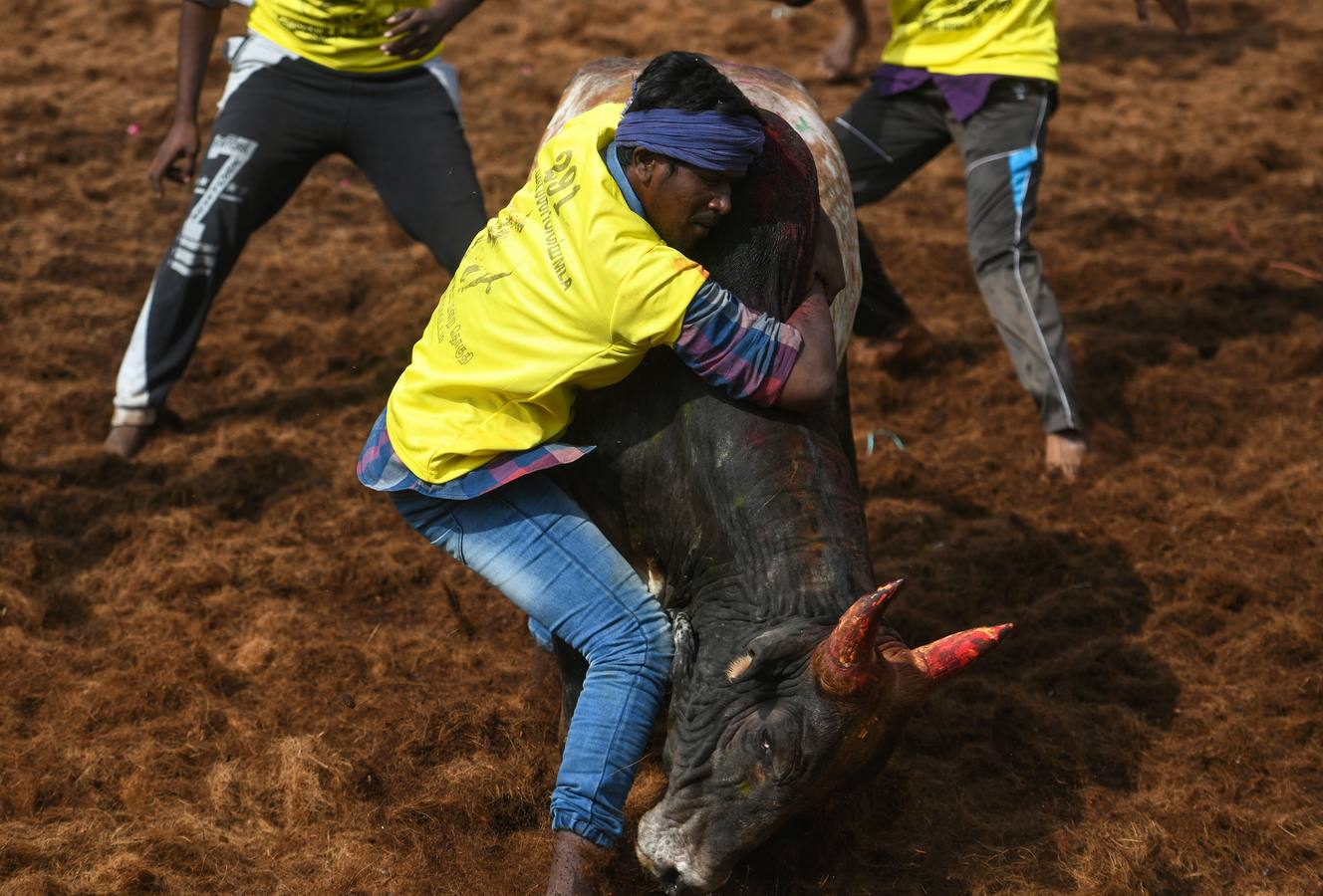 En la aldea de Palamedu en las afueras de Madurai en el estado sureño de Tamil Nadu (India), decenas de jóvenes resultaron heridos el primer día en el festival tradicional 'Jallikattu' de lucha de toros que ha atraído la ira de los activistas de los animales.