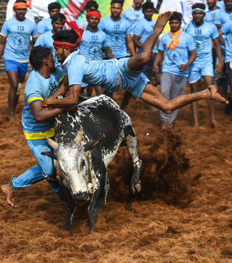 En la aldea de Palamedu en las afueras de Madurai en el estado sureño de Tamil Nadu (India), decenas de jóvenes resultaron heridos el primer día en el festival tradicional 'Jallikattu' de lucha de toros que ha atraído la ira de los activistas de los animales.