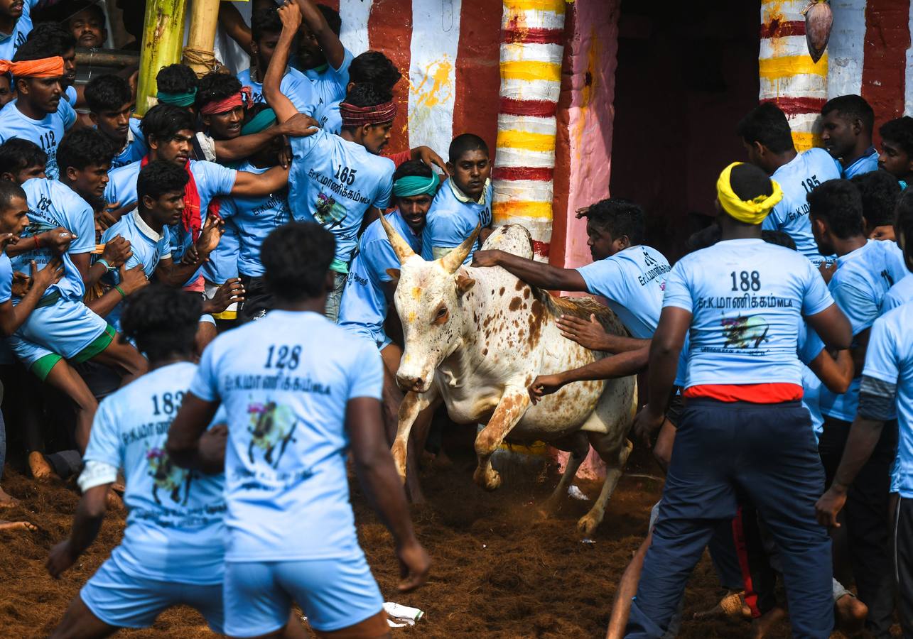 En la aldea de Palamedu en las afueras de Madurai en el estado sureño de Tamil Nadu (India), decenas de jóvenes resultaron heridos el primer día en el festival tradicional 'Jallikattu' de lucha de toros que ha atraído la ira de los activistas de los animales.