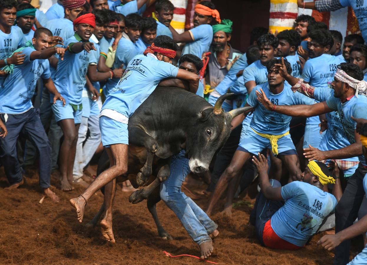 En la aldea de Palamedu en las afueras de Madurai en el estado sureño de Tamil Nadu (India), decenas de jóvenes resultaron heridos el primer día en el festival tradicional 'Jallikattu' de lucha de toros que ha atraído la ira de los activistas de los animales.