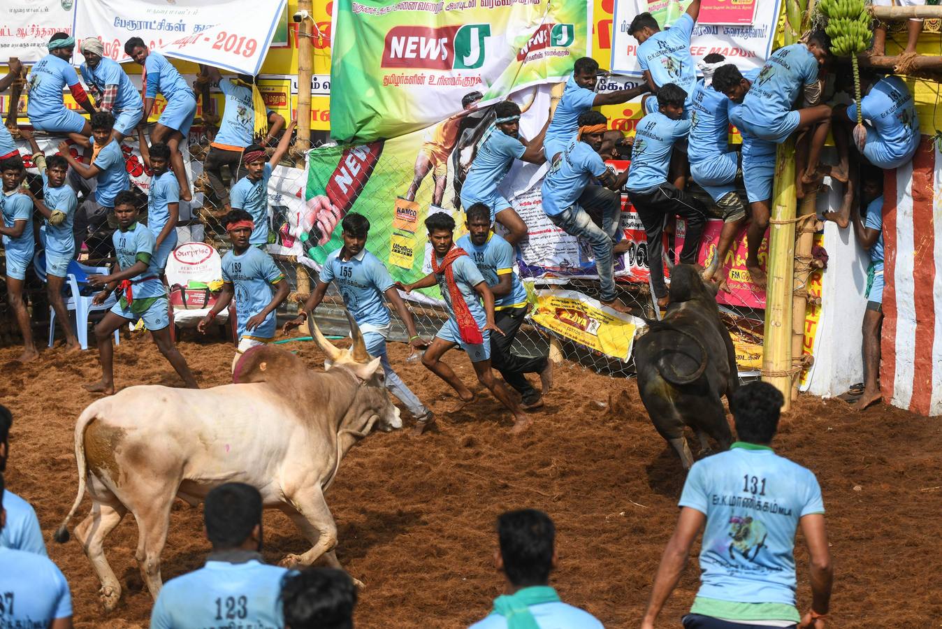 En la aldea de Palamedu en las afueras de Madurai en el estado sureño de Tamil Nadu (India), decenas de jóvenes resultaron heridos el primer día en el festival tradicional 'Jallikattu' de lucha de toros que ha atraído la ira de los activistas de los animales.
