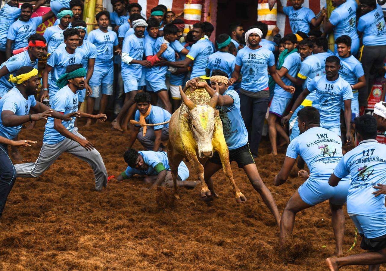 En la aldea de Palamedu en las afueras de Madurai en el estado sureño de Tamil Nadu (India), decenas de jóvenes resultaron heridos el primer día en el festival tradicional 'Jallikattu' de lucha de toros que ha atraído la ira de los activistas de los animales.
