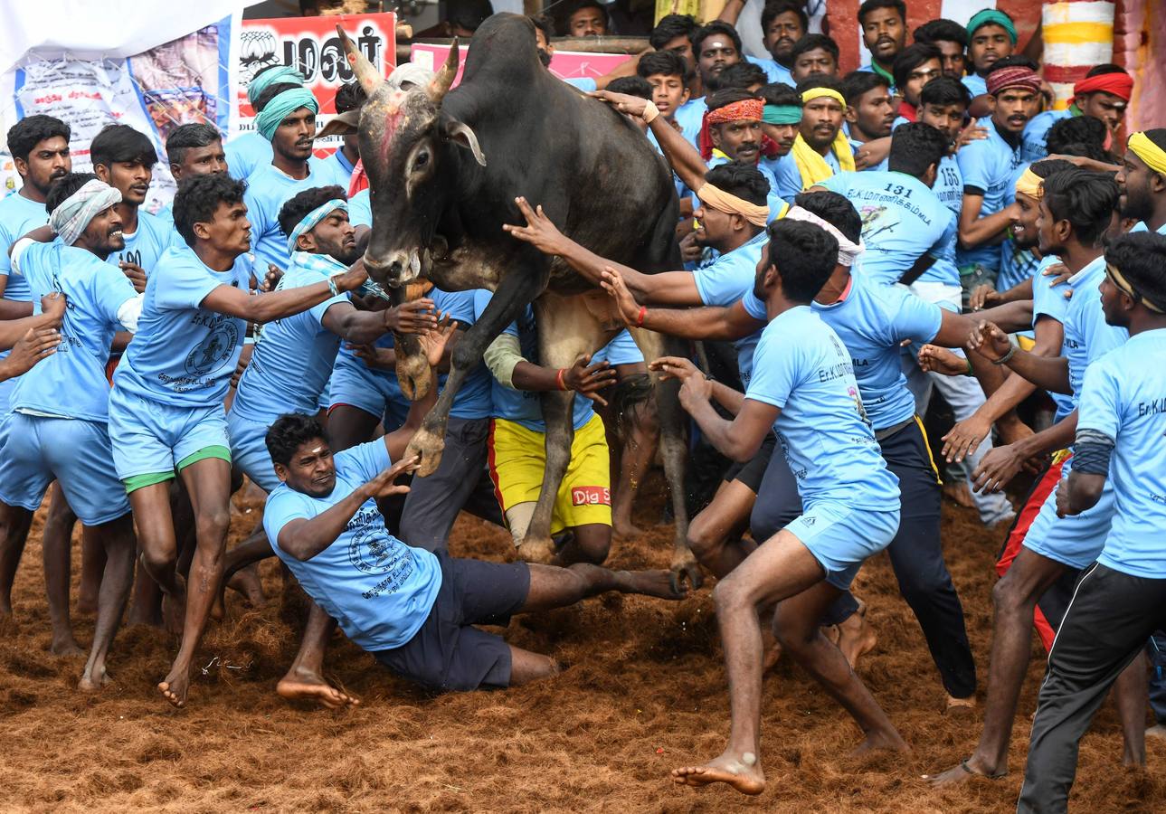En la aldea de Palamedu en las afueras de Madurai en el estado sureño de Tamil Nadu (India), decenas de jóvenes resultaron heridos el primer día en el festival tradicional 'Jallikattu' de lucha de toros que ha atraído la ira de los activistas de los animales.