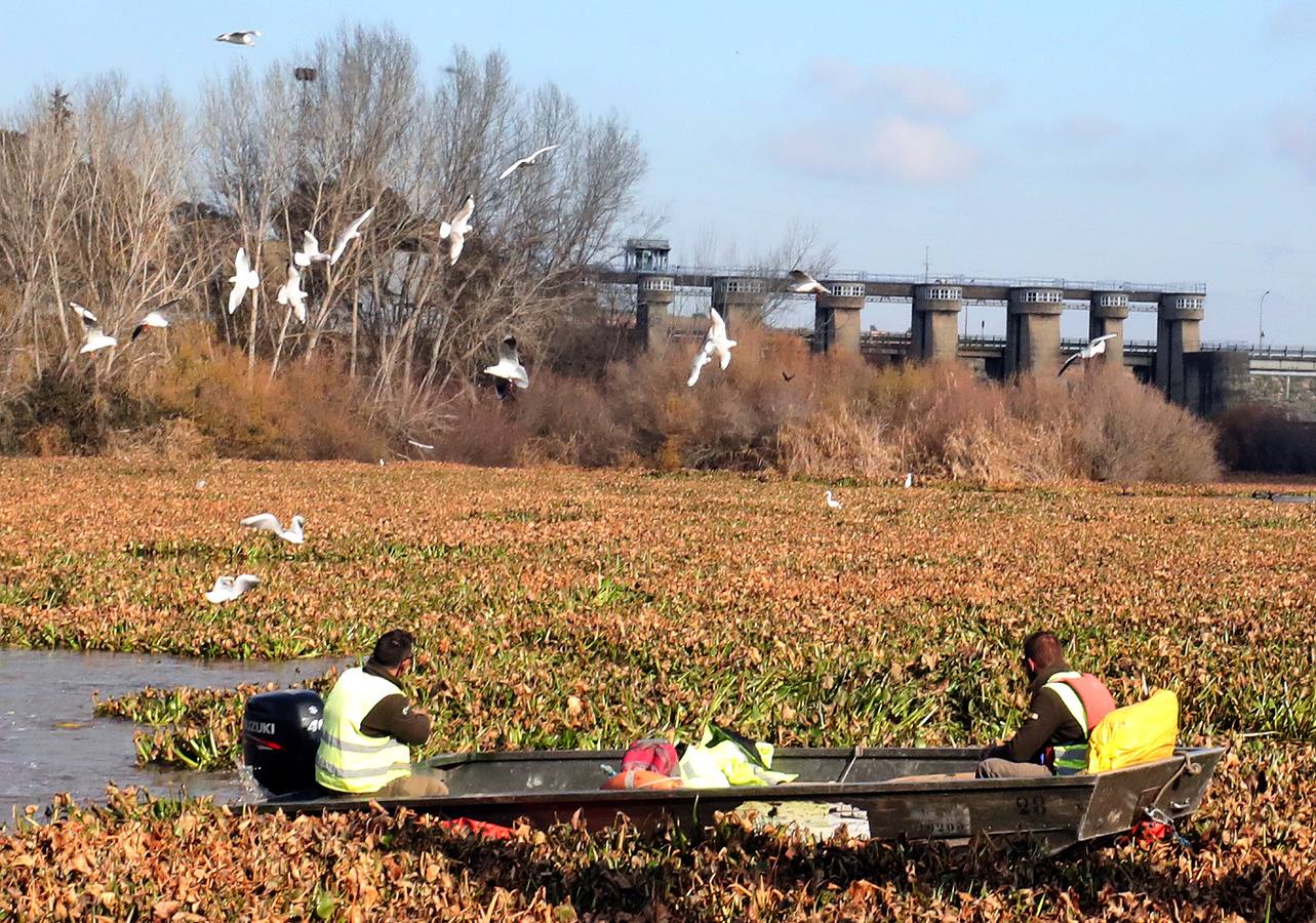 El vaciado de la presa de Montijo facilita la retirada de 2 millones de kilos de camalote al día