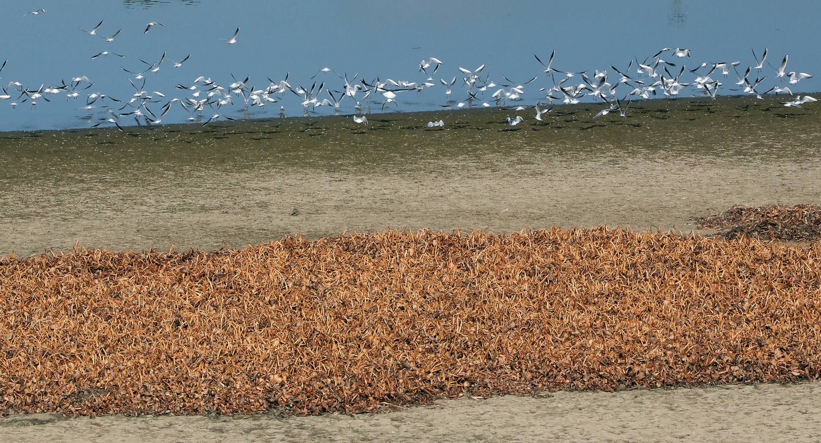 El vaciado de la presa de Montijo facilita la retirada de 2 millones de kilos de camalote al día
