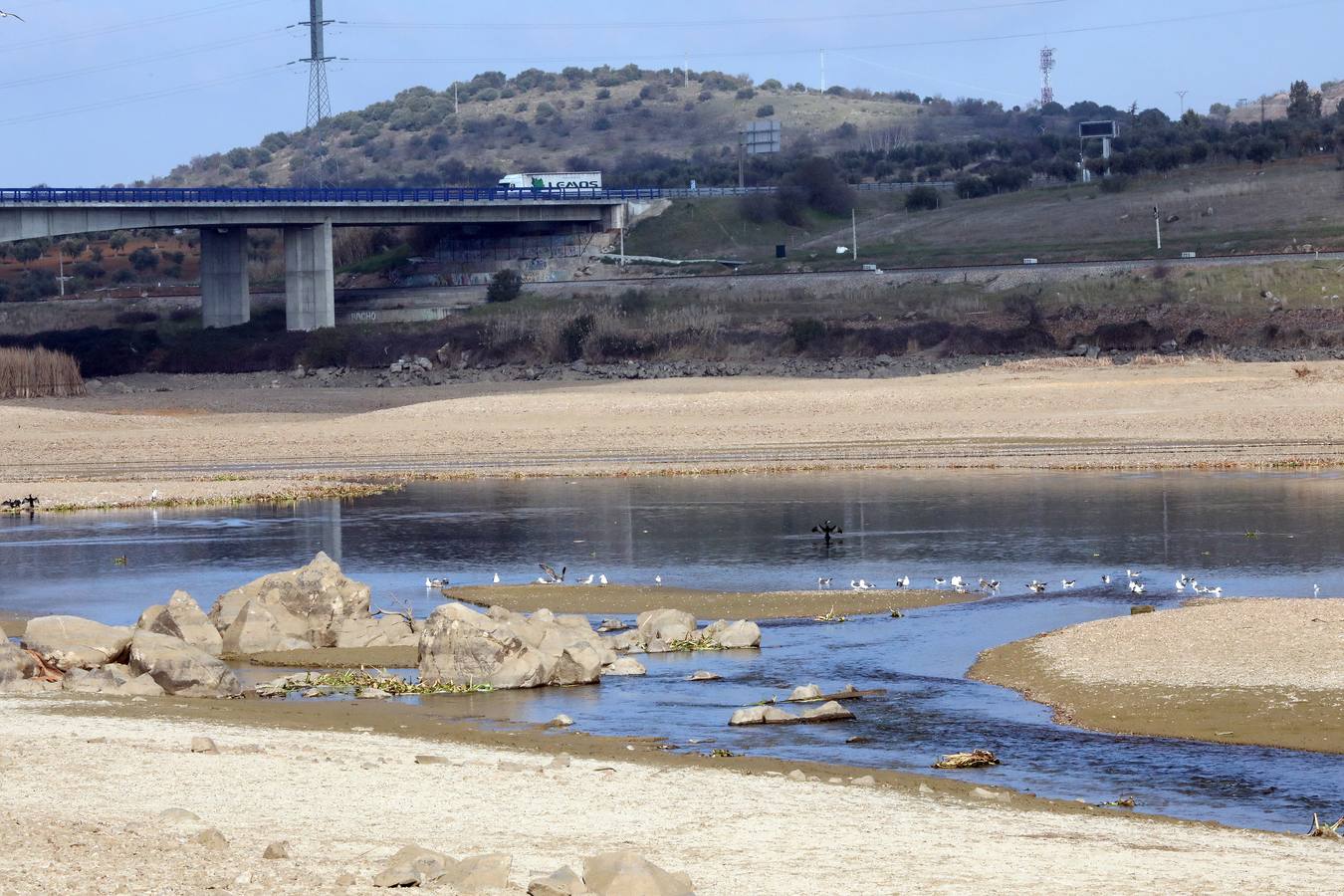 El vaciado de la presa de Montijo facilita la retirada de 2 millones de kilos de camalote al día
