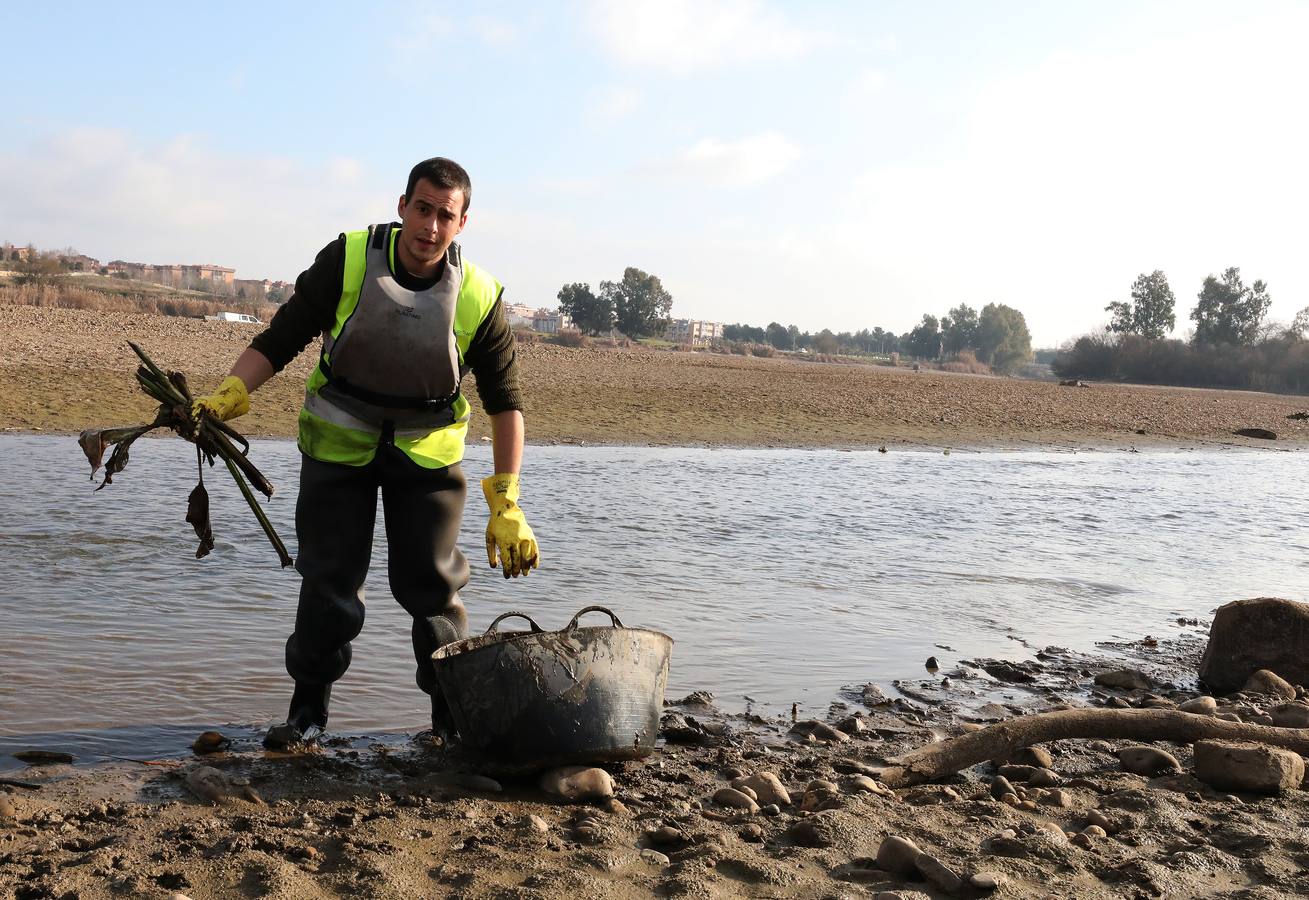 El vaciado de la presa de Montijo facilita la retirada de 2 millones de kilos de camalote al día