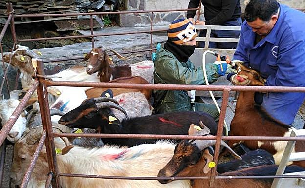 La Diputación de Cáceres compra el último rebaño de cabras jurdanas para su reproducción y mejora genética