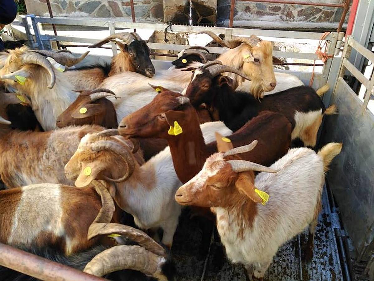 Son 174 ejemplares adquiridos a un pastor de El Gasco sobre los que ahora trabajará la UEx para conservar esta raza en peligro de extinción