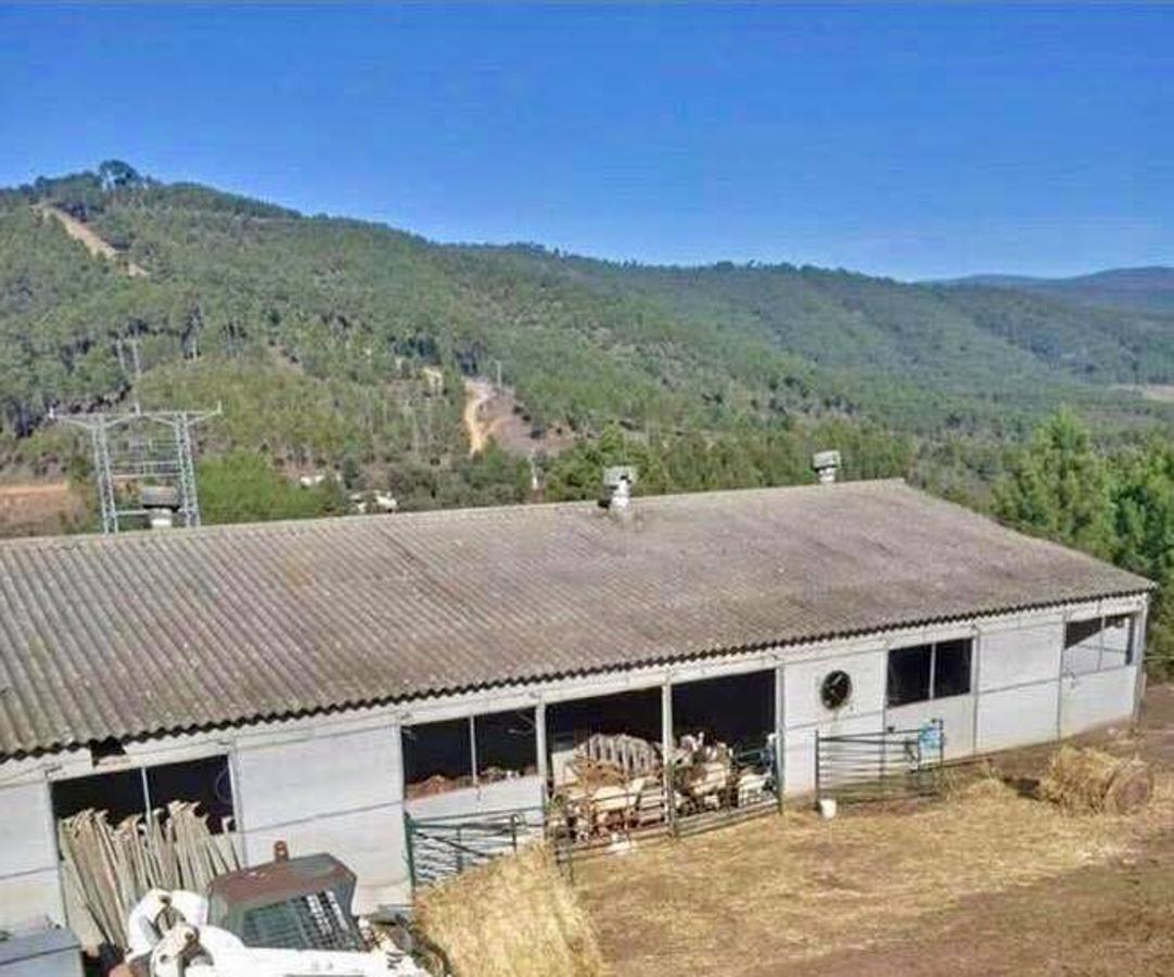 Son 174 ejemplares adquiridos a un pastor de El Gasco sobre los que ahora trabajará la UEx para conservar esta raza en peligro de extinción