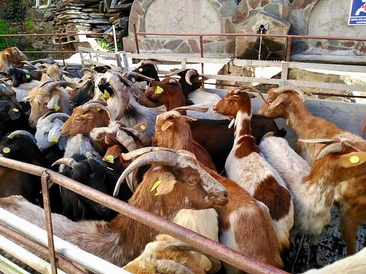 Son 174 ejemplares adquiridos a un pastor de El Gasco sobre los que ahora trabajará la UEx para conservar esta raza en peligro de extinción