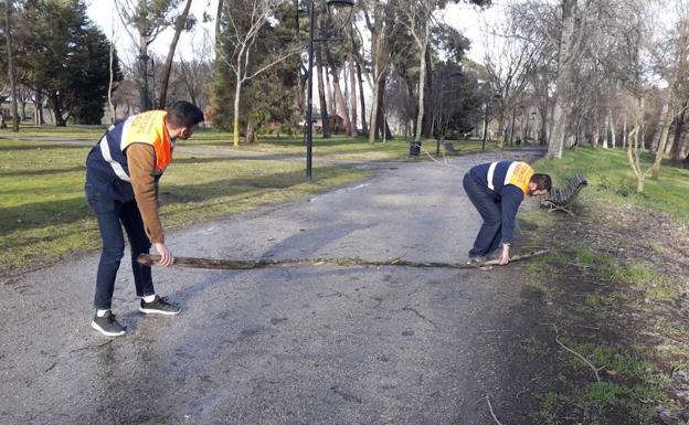 Recogida de árboles en La Isla de Plasencia. 