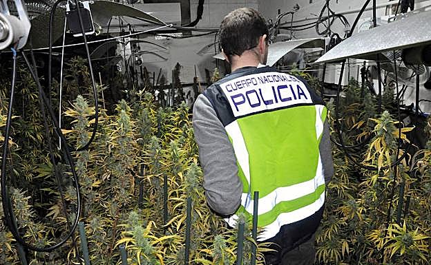 Cuatro detenidos por cultivar marihuana en una finca entre Valverde de Mérida y la capital autonómica