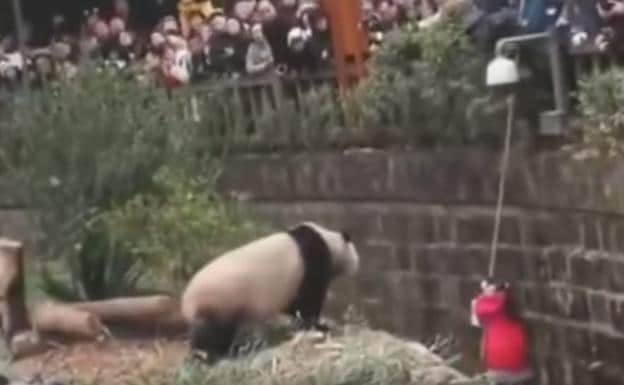 Caída a la casa de los pandas 