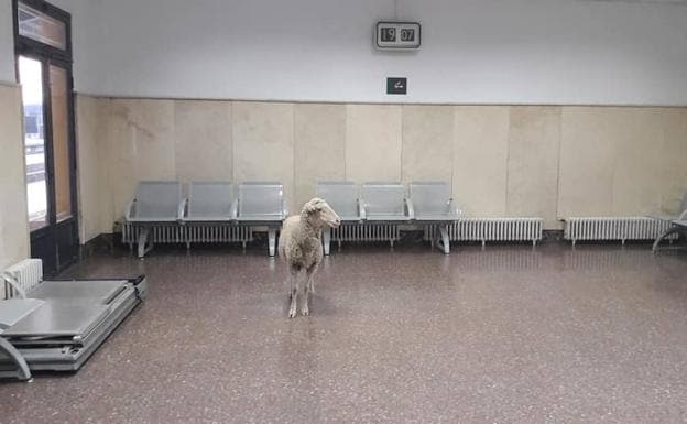 La oveja en el interior de la estación