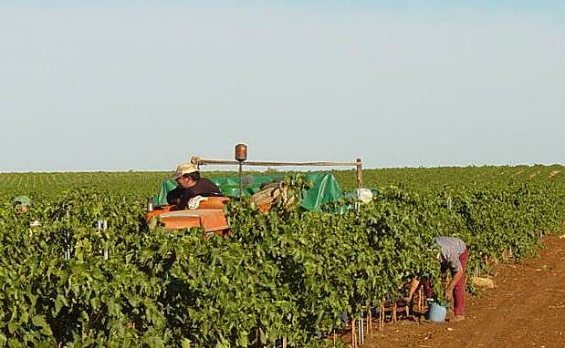 Adjudican por más de 1,8 millones las obras del nuevo regadío en Villanueva del Fresno